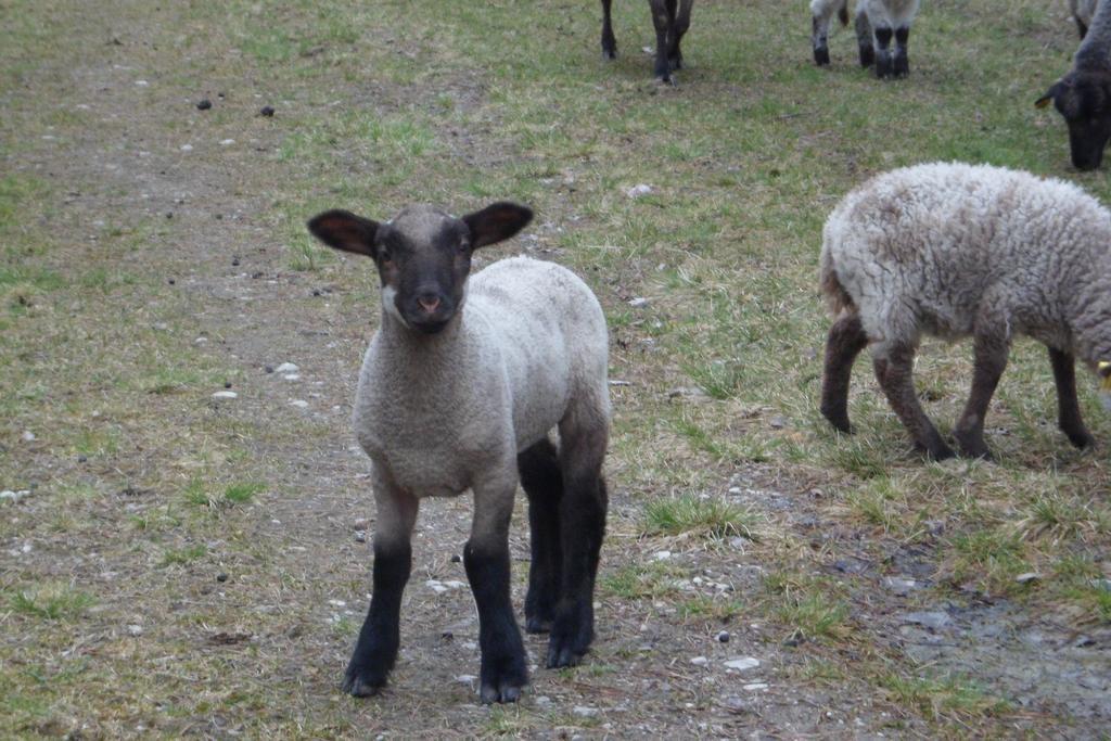 Viruna Farm Kiraste Dış mekan fotoğraf