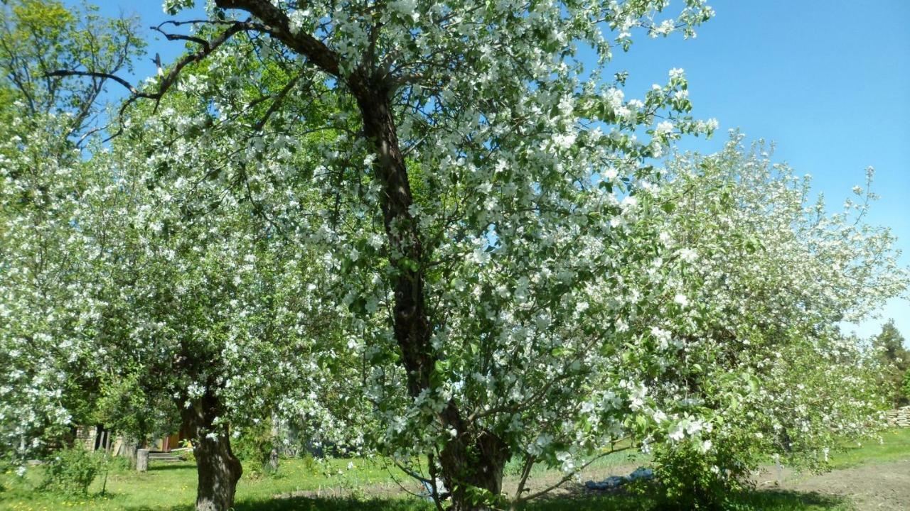 Viruna Farm Kiraste Dış mekan fotoğraf